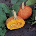 Mooregold Winter Squash Seeds – Cucurbita maxima, Heirloom, Full Sun, Bountiful Harvest, Gardening, Non-GMO, Vegetable Seeds