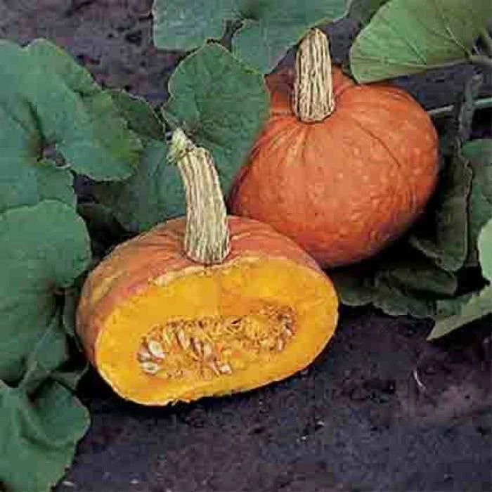 Mooregold Winter Squash Seeds – Cucurbita maxima, Heirloom, Full Sun, Bountiful Harvest, Gardening, Non-GMO, Vegetable Seeds