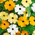 Black Eyed Susan Vine Seeds, Mixed Color, Exotic Garden Flowers, Thunbergia alata, Climbing Vines for Fences & Trellises