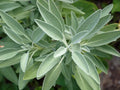 Broadleaf Sage Seeds - 250+ Pack - Perennial Herb - Salvia officinalis - Easy to Grow, Culinary & Garden Herb