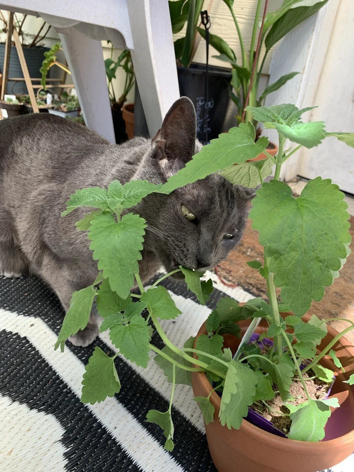 Organic Catnip Seeds - Non-GMO Nepeta cataria Herb for Cats & Gardens, Perennial, Full Sun, 100 Seeds