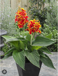 Canna Lily Small Rooted Starter Plant Red Golden Flame Tropical Perennial Canna indica