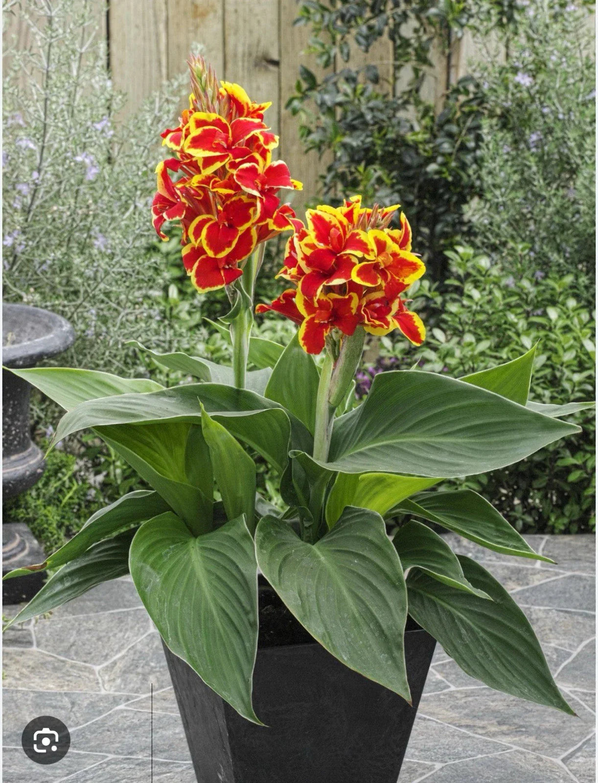 Canna Lily Small Rooted Starter Plant Red Golden Flame Tropical Perennial Canna indica