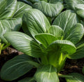 Pak Choi Seeds 600+ Brassica rapa subsp. chinensis Vegetable Leafy Greens for Gardening