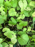 Edible Pennywort Gotu Kola Live Starter Plants - 10 Bare Roots, Vietnamese Rau Ma, Centella asiatica