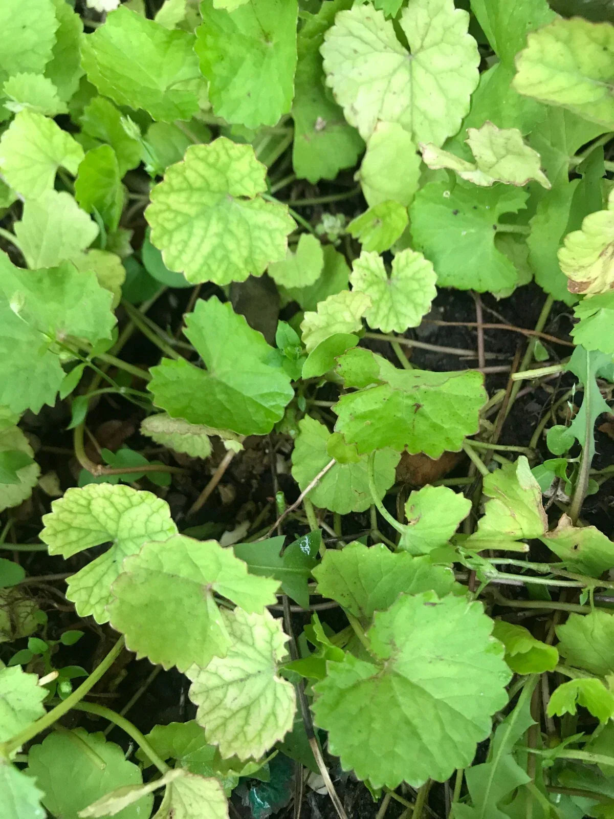 Edible Pennywort Gotu Kola Live Starter Plants - 10 Bare Roots, Vietnamese Rau Ma, Centella asiatica