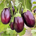 Indian Eggplant Seeds | Baby Mini Brinjal Aubergine | Solanum melongena | Compact Vegetable Seeds for Home Garden