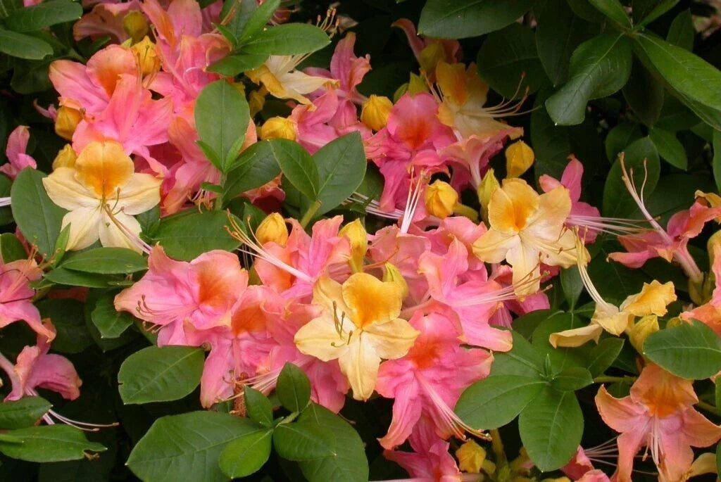 Rooted Azalea Rhododendron Plant - Pink & Yellow Flowers - Garden Rainbow - Shrub for Borders & Containers