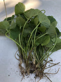 15pcs Gotu Kola Bare Root Live Plant - Pennywort (Centella Asiatica) Herbal Medicinal Garden Starter