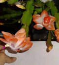 Olivia Peach Orange Holiday Christmas Cactus Cutting 2" | Schlumbergera truncata Rooted Plant for Indoor Decor