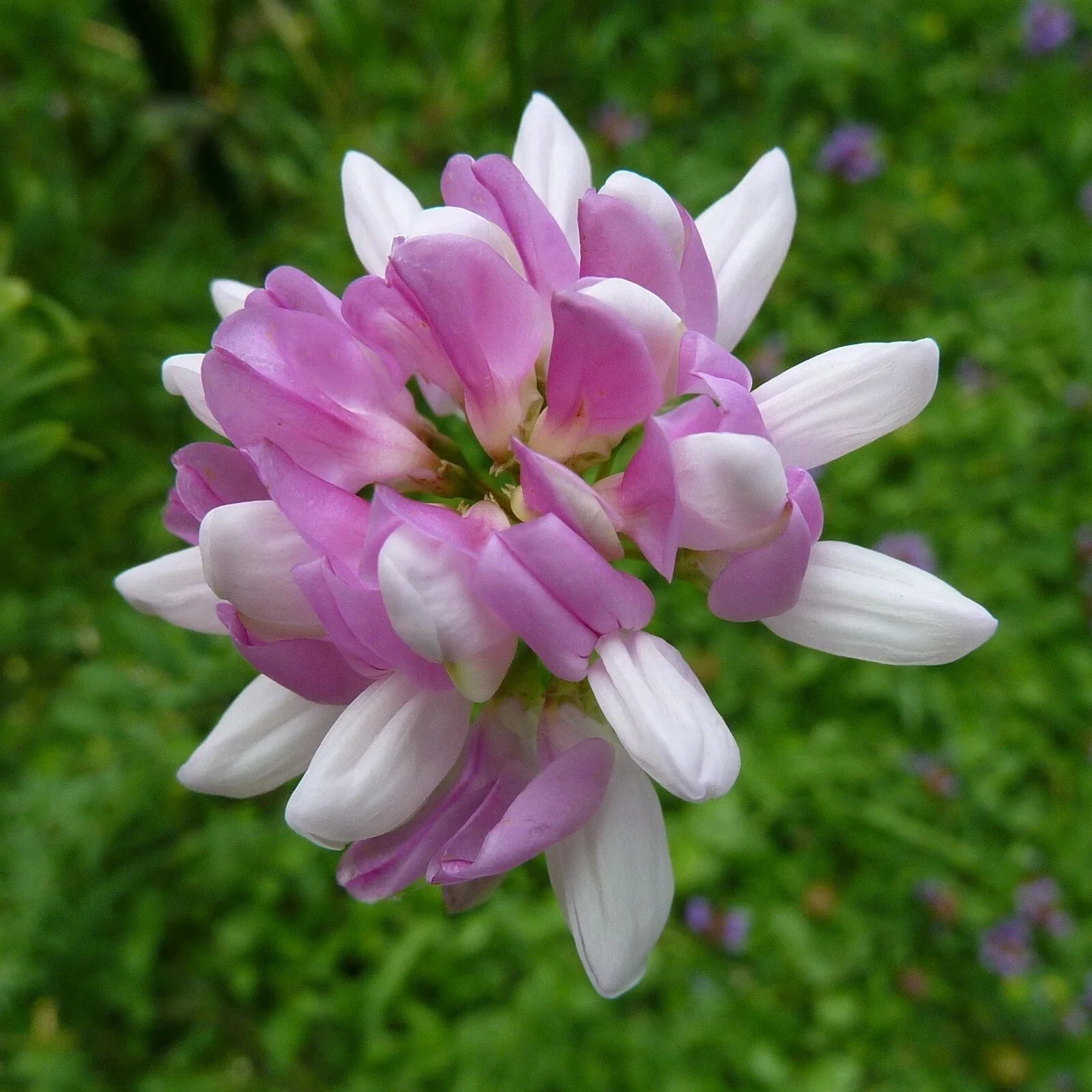 Crown Vetch Seeds - 200 Count - Coronilla varia Ground Cover for Erosion Control & Pollinator Gardens