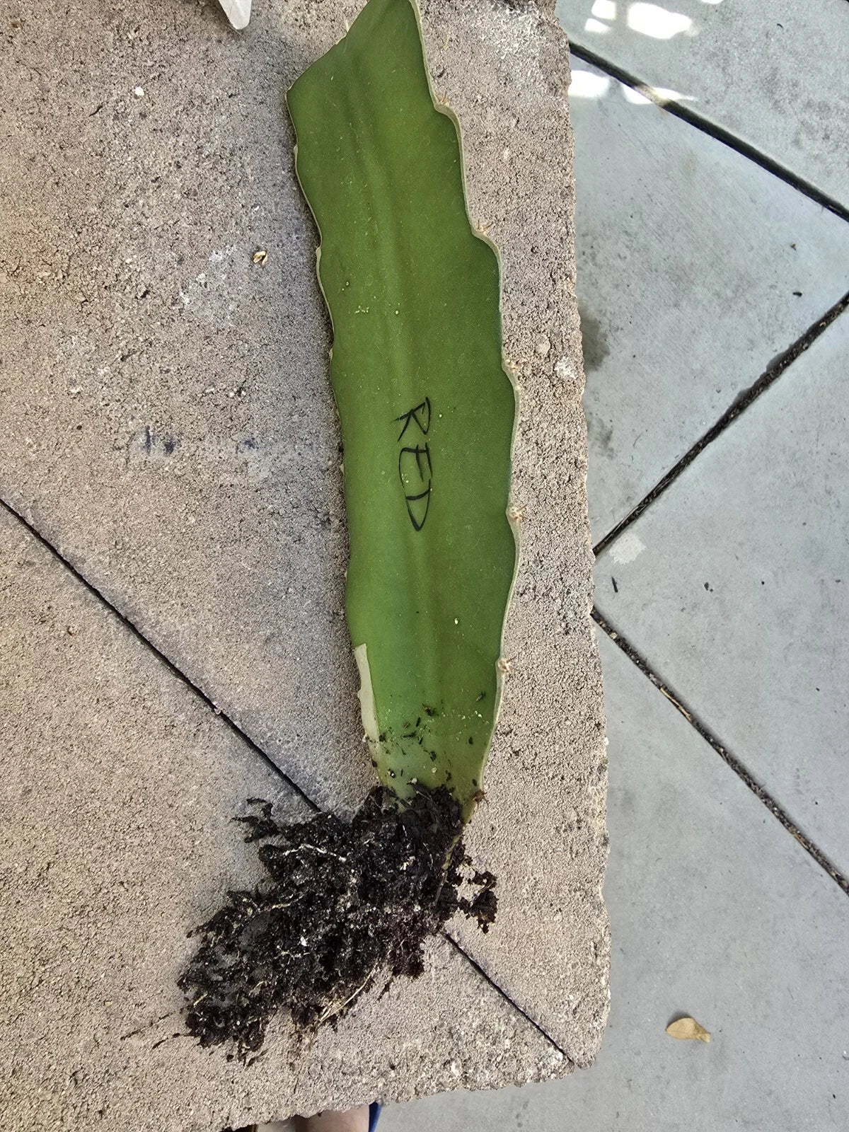 Rooted Robles Red Dragon Fruit Cutting - 8-10 Inch Pitaya Hylocereus costaricensis for Garden or Indoor Planting