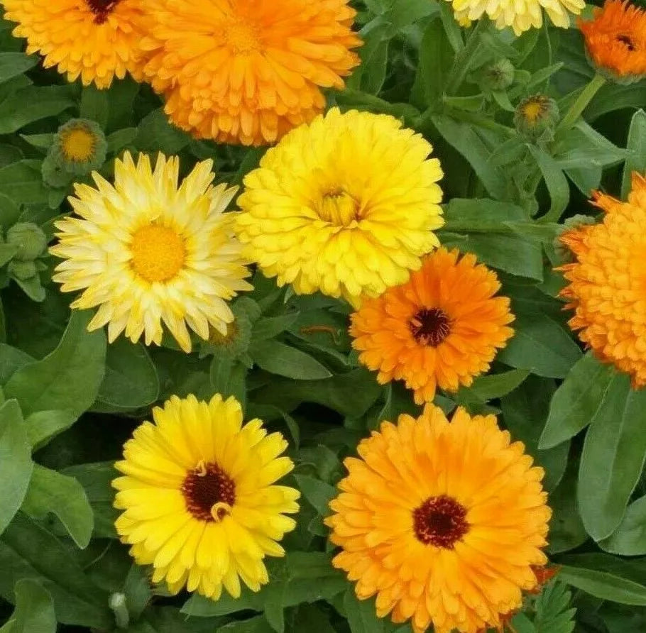 Calendula Flower Seeds - Pacific Beauty Mix, Annual, Orange, Calendula officinalis, Bright Blooming Garden Seeds