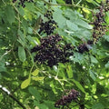 European Black Elderberry Tree Seeds - 300+ Sambucus nigra Organic Non-GMO Heirloom Plant Seeds