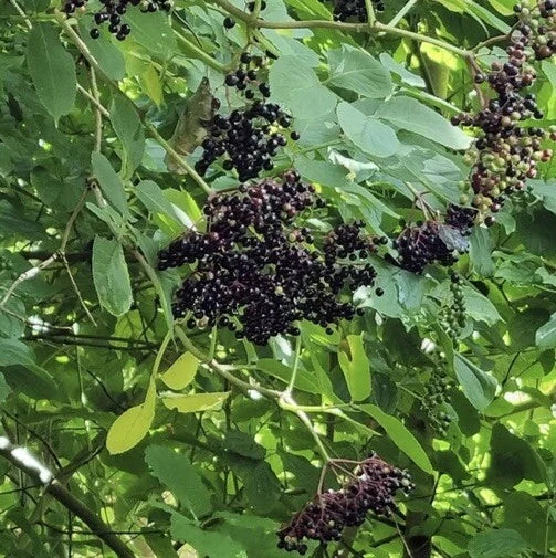European Black Elderberry Tree Seeds - 300+ Sambucus nigra Organic Non-GMO Heirloom Plant Seeds
