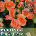 Begonia Seeds - Juicy Tart Pack of 45 or 125 Non-GMO Flower Seeds - Begonia x tuberhybrida for Gardens & Containers