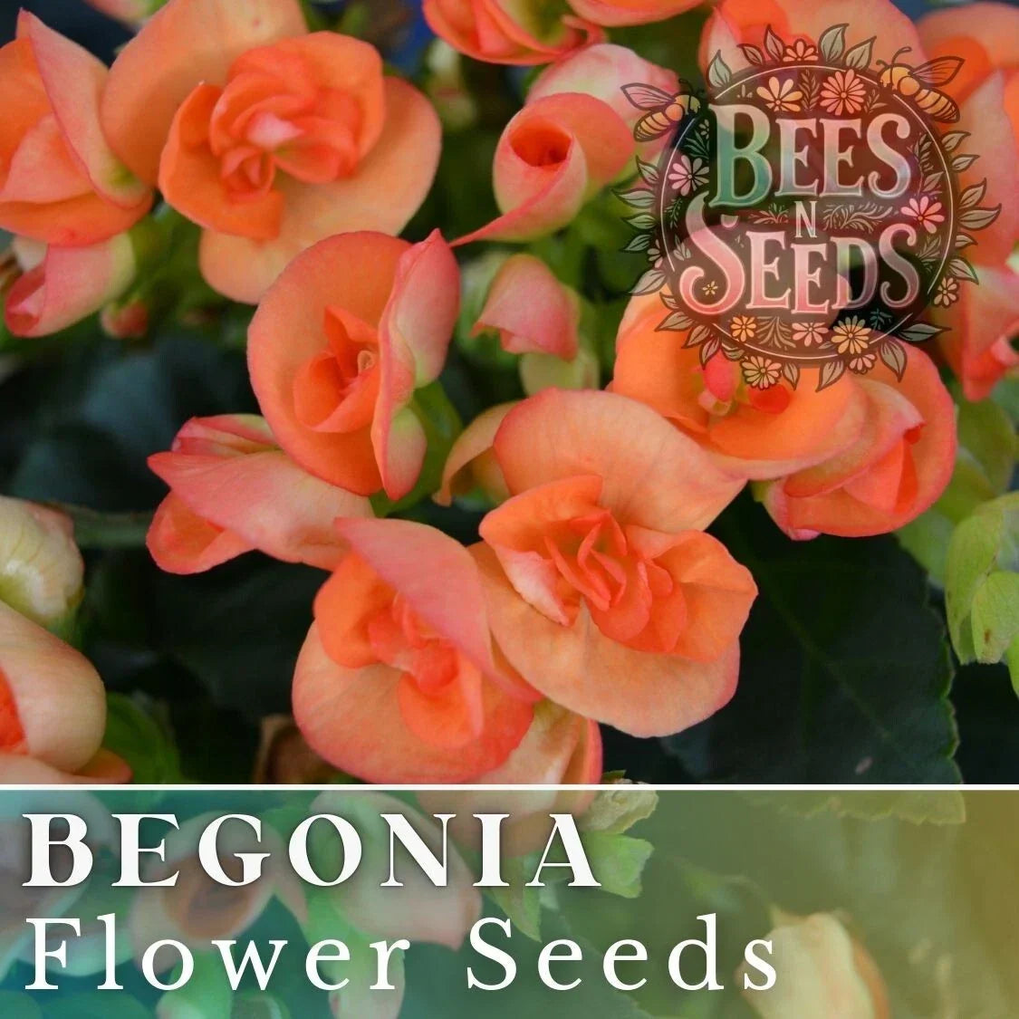 Begonia Seeds - Juicy Tart Pack of 45 or 125 Non-GMO Flower Seeds - Begonia x tuberhybrida for Gardens & Containers