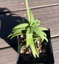 Aloe Pearsonii Hybrid Succulent Plant - Variegated Leaves & Flowering - Low Maintenance