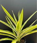 Yucca 'Solaris' Variegated Succulent 1-Gallon Rooted Houseplant, Hybrid, Drought-Resistant, Indoor Outdoor Plant