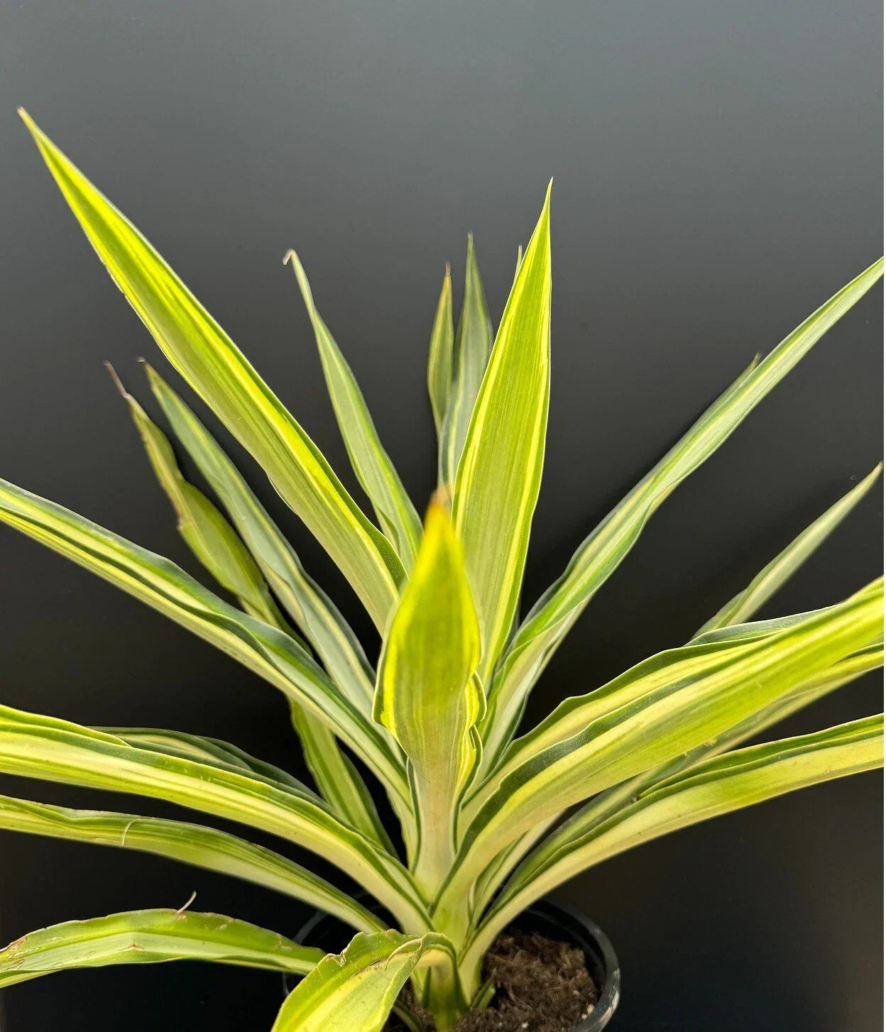 Yucca 'Solaris' Variegated Succulent 1-Gallon Rooted Houseplant, Hybrid, Drought-Resistant, Indoor Outdoor Plant