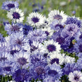 Cornflower Seeds - Vibrant Mix, Non-GMO, Annual Flowers, Centaurea cyanus, Sun/Partial Shade, 200 Seeds