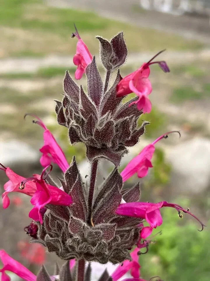 Hummingbird Sage Seeds - 10 Pack - Salvia spathacea - Pitcher Sage - Native Drought Tolerant Plant for Garden Pollinators