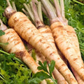 Hamburg Parsley Seeds 1000+ | Petroselinum crispum Herb for Culinary Use & Garden | Heirloom, Non-GMO, Full Sun