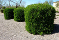 Dodonaea viscosa Green Hopseed Bush Seeds - Hardy Drought-Tolerant Shrub for Landscaping, 30 Pack