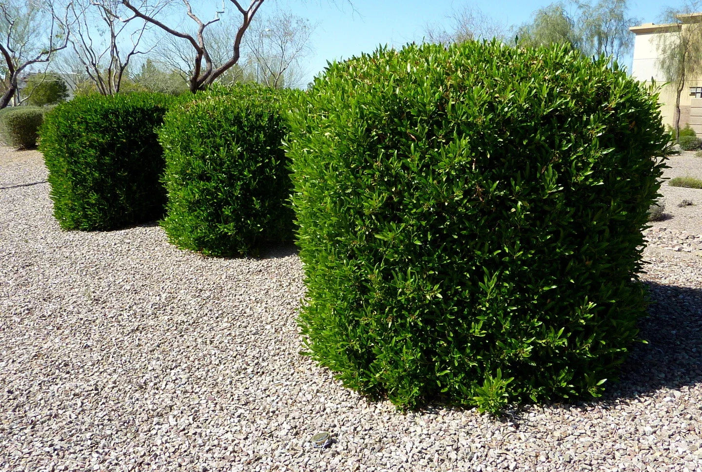 Dodonaea viscosa Green Hopseed Bush Seeds - Hardy Drought-Tolerant Shrub for Landscaping, 30 Pack