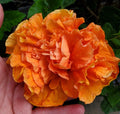 Hibiscus Rosa-Sinensis 'Jane Cowell' Live Starter Plant 5" Orange Blooms Tropical Indoor Outdoor