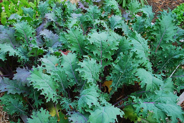 Red Russian Kale Seeds - Heirloom Brassica oleracea var. sabellica - Oak Leaf Cut, Hardy to -10°F, Non-GMO, Cold Climate Gardening