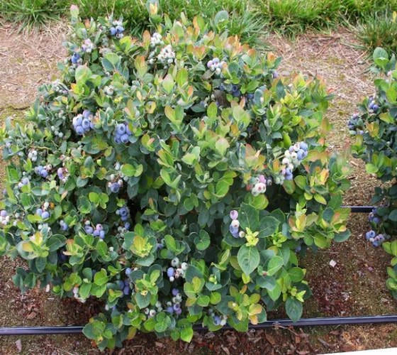 Top Hat Dwarf Blueberry Starter Plant – Vaccinium corymbosum ‘Top Hat’ – Compact Edible Shrub for Small Gardens & Containers