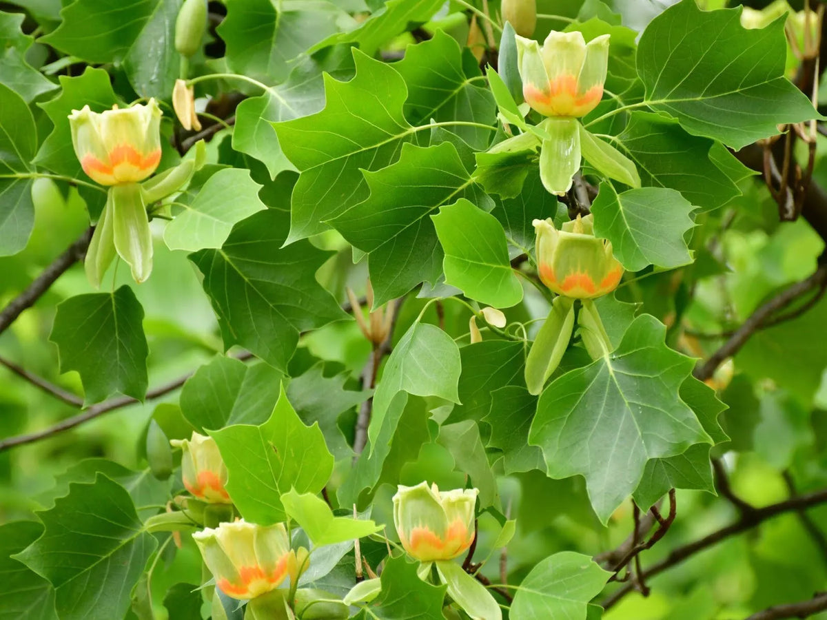 Tulip Poplar Live Tree Bare Root Plant 16-24 Inches Liriodendron tulipifera for Garden, Landscaping