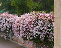 Pink Jasmine Starter Plant - Jasminum Polyanthum, Fragrant Climbing Vine, Rooted 4-Inch Pot