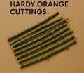 10x Hardy Trifoliate Orange Cuttings - Cold-Hardy Citrus Poncirus trifoliata, Ornamental Shrubs for Garden Propagation