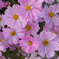 Apollo Lovesong Cosmos Seeds - 200+ Pack, Pink & White, Annual Flower, Cosmos bipinnatus, Garden Seeds for Borders & Containers