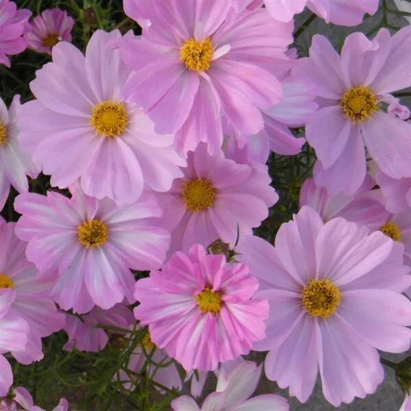 Apollo Lovesong Cosmos Seeds - 200+ Pack, Pink & White, Annual Flower, Cosmos bipinnatus, Garden Seeds for Borders & Containers