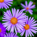 Aster New England Seeds - Perennial Fall Wildflowers - Symphyotrichum novae-angliae - Attract Pollinators