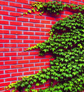 Boston Ivy Seeds - 50 Count, Climbing Vine, Parthenocissus tricuspidata, Easy to Grow, Green Foliage, Fall Color, Garden Cover, USA