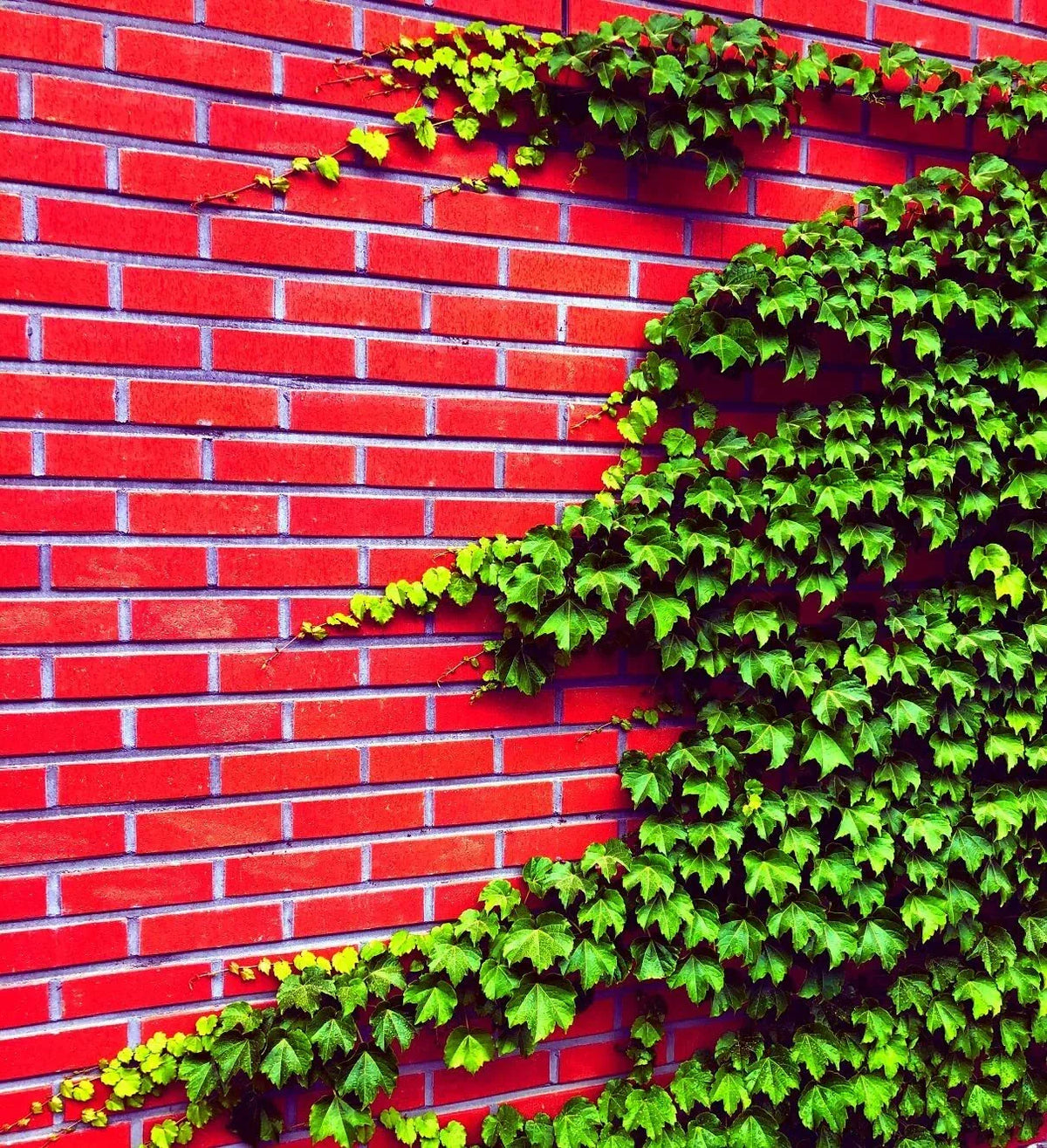 Boston Ivy Seeds - 50 Count, Climbing Vine, Parthenocissus tricuspidata, Easy to Grow, Green Foliage, Fall Color, Garden Cover, USA