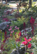 Celosia Seeds - Feather Mix, Annual Flower, Vibrant Colors, Celosia argentea, Easy to Grow, Drought Tolerant, Garden & Cut Flowers