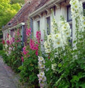 Hollyhock Flower Seeds Mix - 60+ Heirloom Seeds - Colorful Alcea rosea Garden Seeds for Pollinators