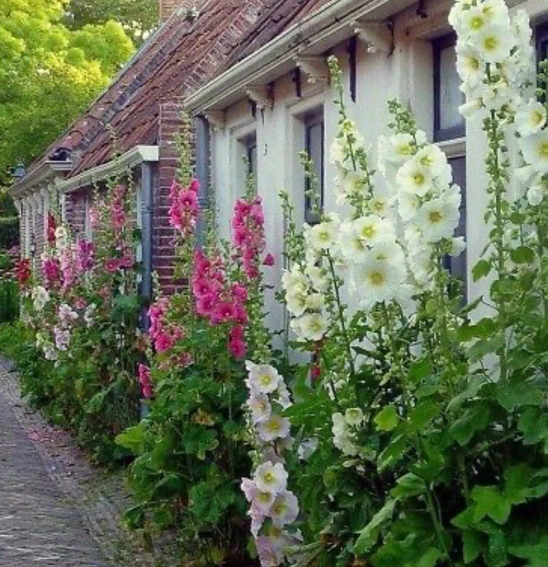 Hollyhock Flower Seeds Mix - 60+ Heirloom Seeds - Colorful Alcea rosea Garden Seeds for Pollinators