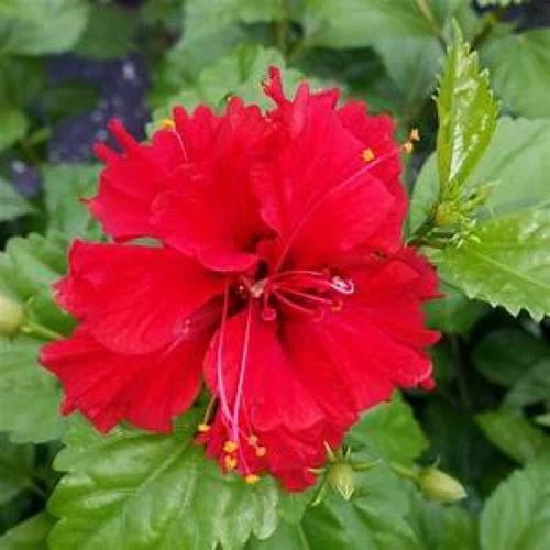 Tropical Hibiscus Starter Plant - Pride of Hankins Red - Triple Red Blooms - Hibiscus rosa-sinensis - 4-inch pot