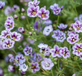 Bird's Eyes Seeds - Gilia Tricolor - 1000+ Multi-Color Flower Seeds for Pollinator Gardens, Full Sun Annual Plant