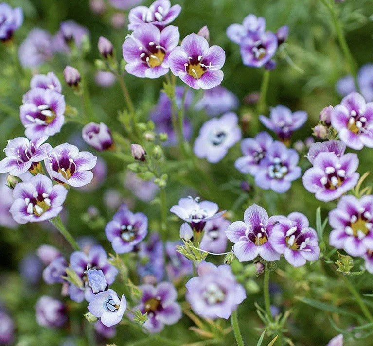 Bird's Eyes Seeds - Gilia Tricolor - 1000+ Multi-Color Flower Seeds for Pollinator Gardens, Full Sun Annual Plant