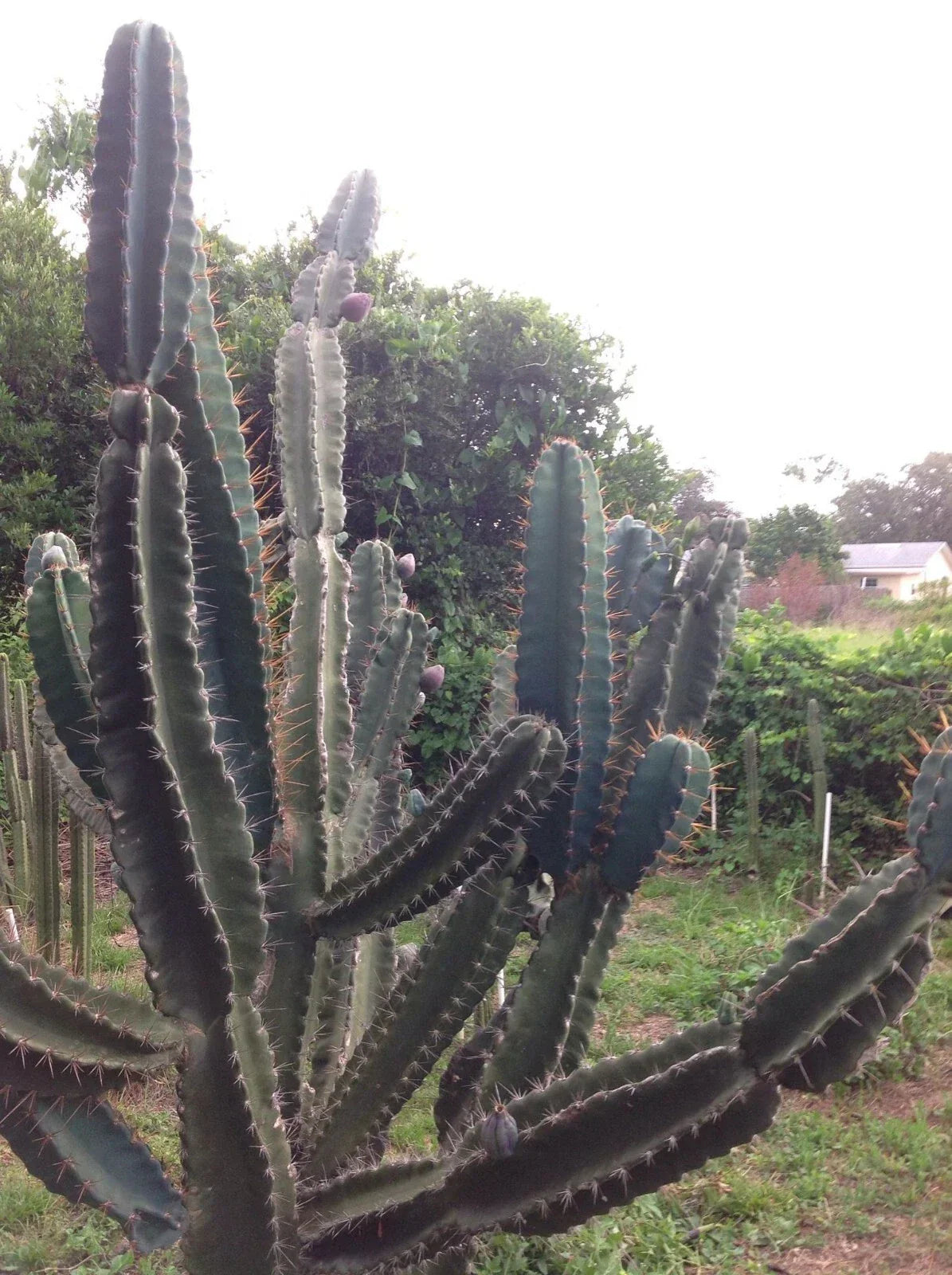 Cereus Peruvianus Repandus Seeds - 50 Peruvian Apple Cactus Seeds for Planting