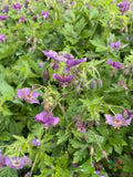 Claudine Dupont Geranium Seeds - Pelargonium x hortorum - 25+ Premium Garden Seeds for Borders, Containers, and Pollinator Attraction