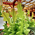 Live Fishbone Cactus – 6" in 2" Pot – Rare Zigzag Succulent – Epiphyllum anguliger – Easy Care Indoor Plant