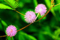 Sensitive Plant Seeds - 100 Pack - Mimosa Pudica Exotic Flower for Indoor & Outdoor Gardens
